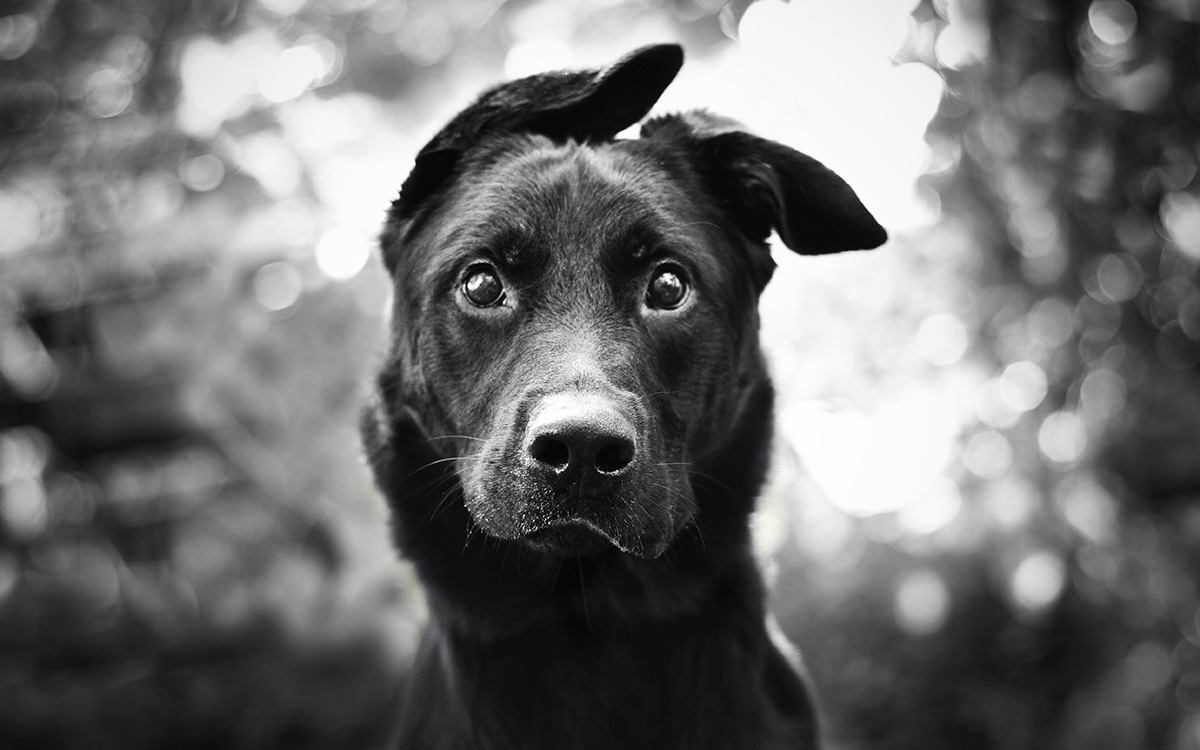 1xBet RevShare Affiliate – Earn Lifetime Commissions